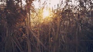 红桃免费视频官网-美食教程